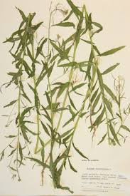 Attēlu rezultāti vaicājumam “Erysimum cheiranthoides”