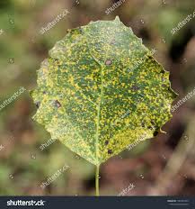 Attēlu rezultāti vaicājumam “Melampsora populnea”