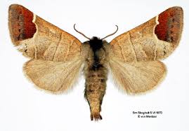 Attēlu rezultāti vaicājumam “Clostera curtula”