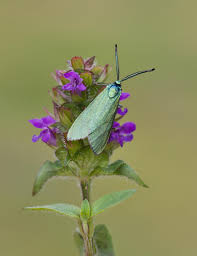Attēlu rezultāti vaicājumam “Adscita statices”
