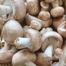 Attēlu rezultāti vaicājumam “Agaricus”
