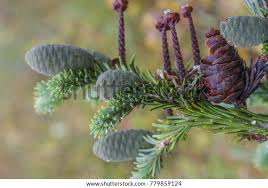 Attēlu rezultāti vaicājumam “Abies sibirica”