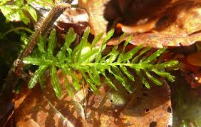 Attēlu rezultāti vaicājumam “Plagiomnium elatum”