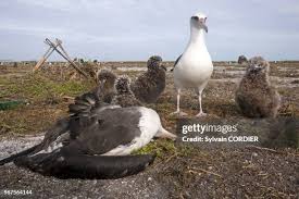 Image result for albatross dead chick