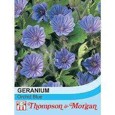 Attēlu rezultāti vaicājumam “Geranium bohemicum”