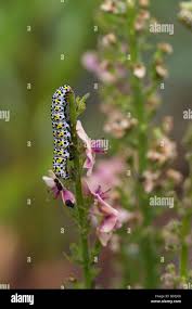 Attēlu rezultāti vaicājumam “Cucullia verbasci larva”