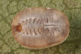 Attēlu rezultāti vaicājumam “Aleurochiton aceris”