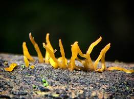 Attēlu rezultāti vaicājumam “Calocera pallidospathulata”