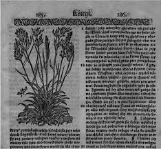 Attēlu rezultāti vaicājumam “Glyceria fluitans fruit”