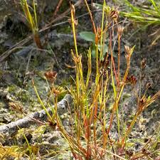 Attēlu rezultāti vaicājumam “Juncus bulbosus”