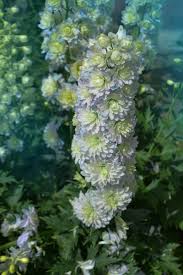 Attēlu rezultāti vaicājumam “Delphinium elatum  bud”