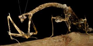 Attēlu rezultāti vaicājumam “Blattoptera”