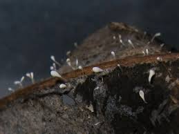 Attēlu rezultāti vaicājumam “Typhula setipes”