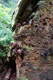 Attēlu rezultāti vaicājumam “Stemonitis axifera”