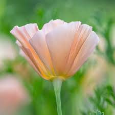 Attēlu rezultāti vaicājumam “Eschscholzia californica”