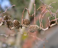 Attēlu rezultāti vaicājumam “Larix kaempferi female flower”