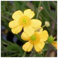 Attēlu rezultāti vaicājumam “Ranunculus flammula flower”