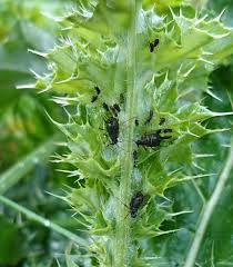 Attēlu rezultāti vaicājumam “Uroleucon cirsii”