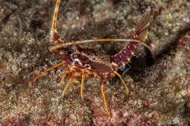 Image result for Palinurus elephas