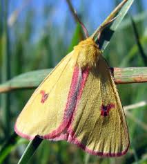 Attēlu rezultāti vaicājumam “Diacrisia sannio”