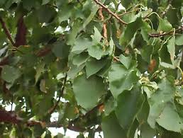Attēlu rezultāti vaicājumam “Prunus armeniaca leaf”