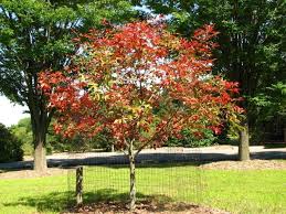 Attēlu rezultāti vaicājumam “Aesculus x hybrida”