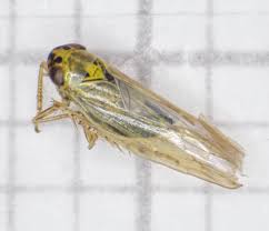 Attēlu rezultāti vaicājumam “Macrosteles nymph”