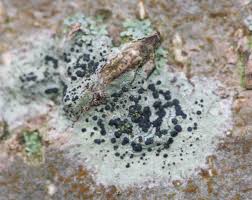 Attēlu rezultāti vaicājumam “Lecidella elaeochroma”