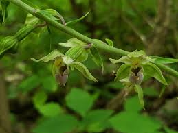 Attēlu rezultāti vaicājumam “Epipactis helleborine fruit”