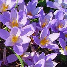 Attēlu rezultāti vaicājumam “Crocus speciosus”