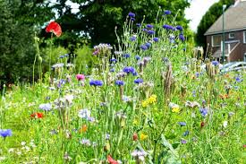 Image result for Heemtuin Rucphen