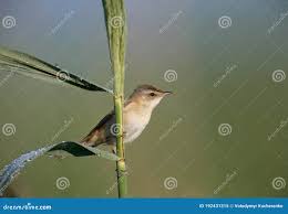 Image result for Acrocephalus agricola