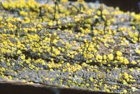 Attēlu rezultāti vaicājumam “Chaenotheca furfuracea”