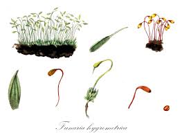 Attēlu rezultāti vaicājumam “Funariales”