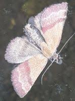 Attēlu rezultāti vaicājumam “Phytometra viridaria”