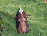 Attēlu rezultāti vaicājumam “Acleris cristana”