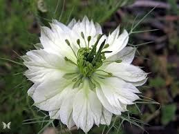 Image result for Nigella damascena