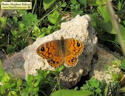 Attēlu rezultāti vaicājumam “Lasiommata megera female”