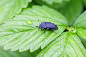 Attēlu rezultāti vaicājumam “Silpha obscura”