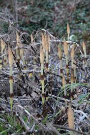 Attēlu rezultāti vaicājumam “Equisetum telmateia”