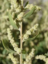 Attēlu rezultāti vaicājumam “Atriplex calotheca flower”