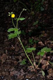 Attēlu rezultāti vaicājumam “Ranunculus lanuginosus”