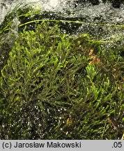 Attēlu rezultāti vaicājumam “Platyhypnidium riparioides”