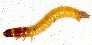 Attēlu rezultāti vaicājumam “Elateridae larva”