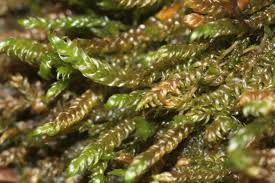 Attēlu rezultāti vaicājumam “Hygrohypnum luridum”