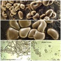 Attēlu rezultāti vaicājumam “Dianema depressum macro”