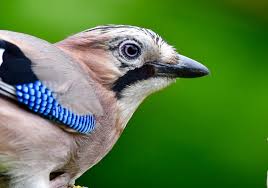 Attēlu rezultāti vaicājumam “Garrulus glandarius adult”