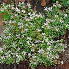 Attēlu rezultāti vaicājumam “Sedum album flower”