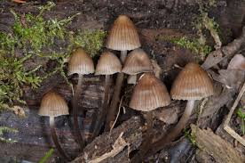 Attēlu rezultāti vaicājumam “Mycena stipata”
