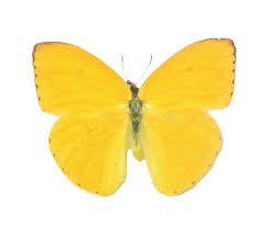 Attēlu rezultāti vaicājumam “Pieridae”